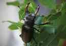 Owad jelenia beetle. Opis, funkcje, typy, zachowanie i siedlisko beetle-jelenie